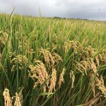 Fi de la cria de l’arròs