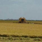 Fi campanya de la cría de l’arròs.